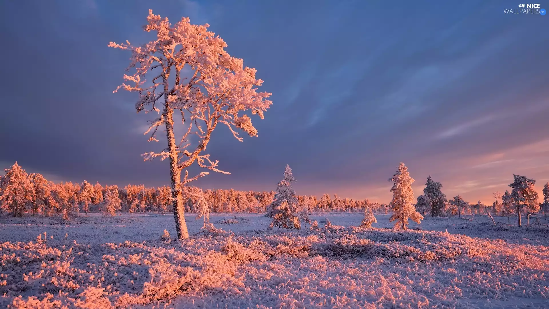 viewes, Snowy, Russia, White frost, Karelia, trees, winter, grass