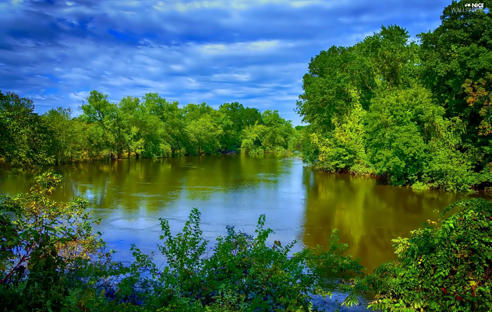 viewes, lake, trees