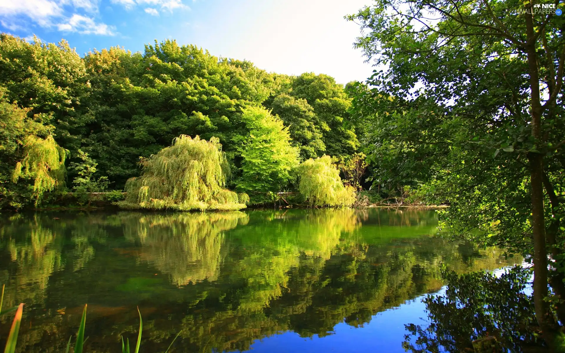 viewes, lake, trees