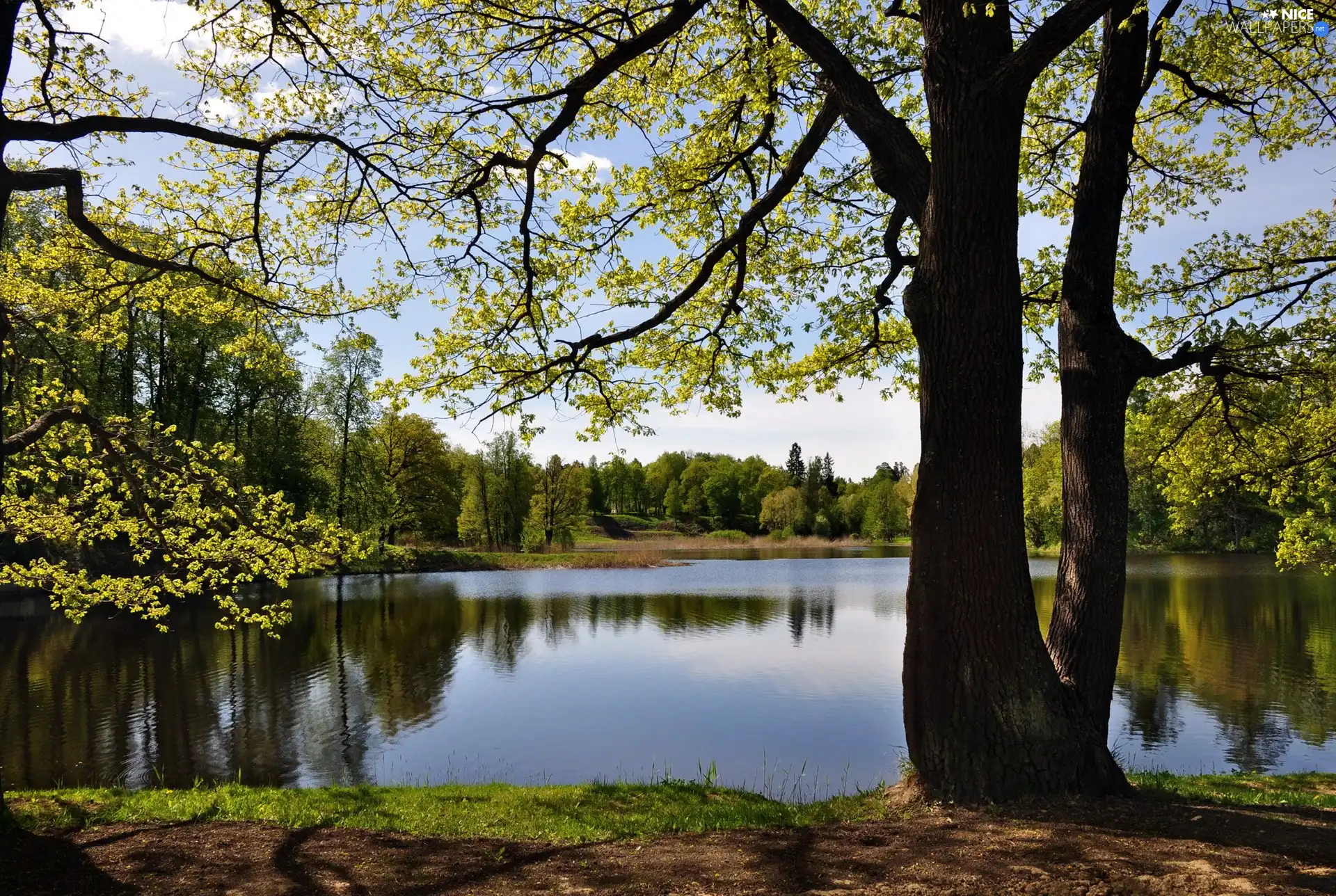 viewes, lake, trees