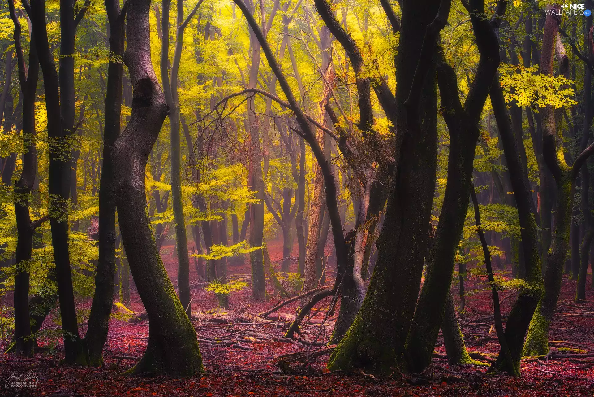 trees, forest, Leaf, viewes