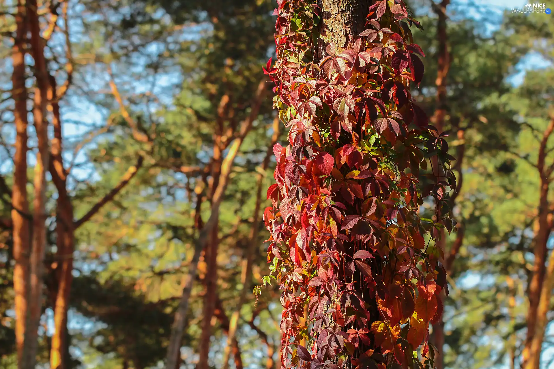 trees, Woodbine, Leaf, viewes