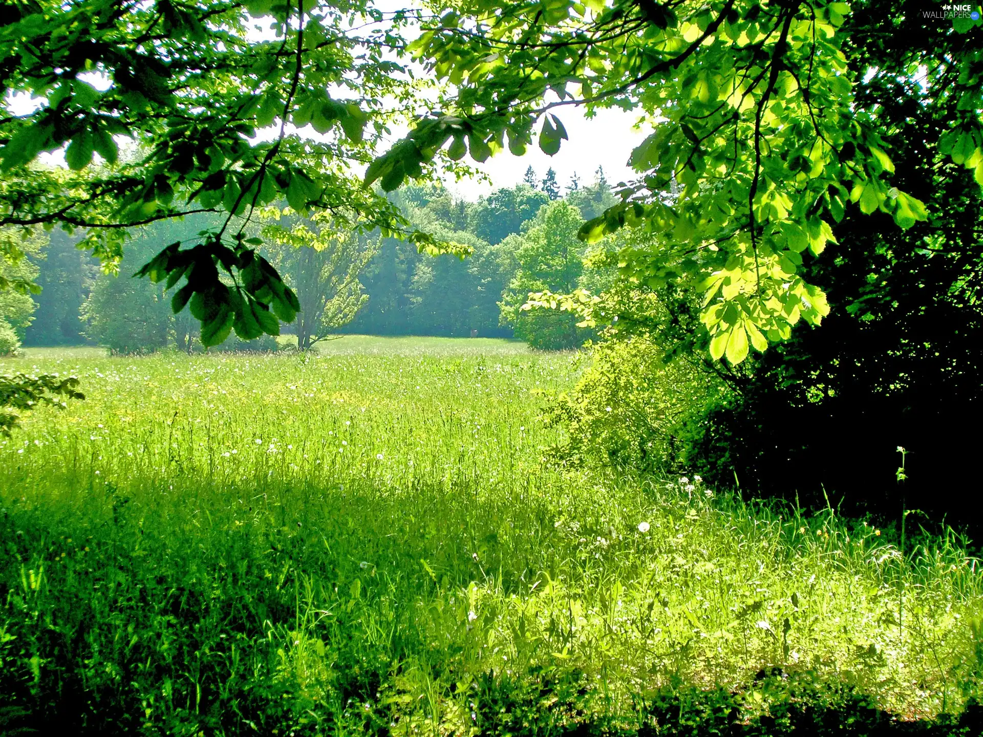 viewes, Meadow, trees