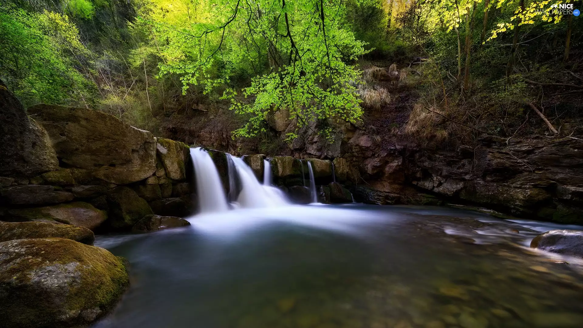 viewes, stony, VEGETATION, River Threshold, Rocks, trees, forest, River