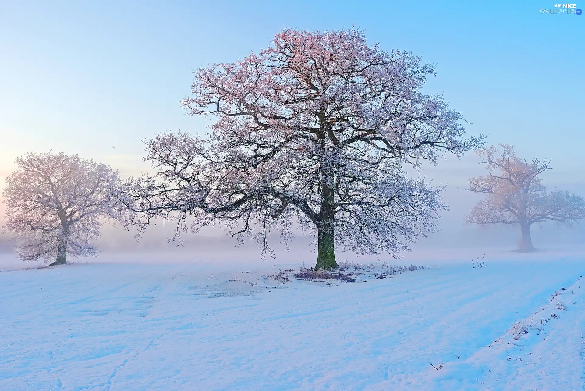 viewes, snow, trees