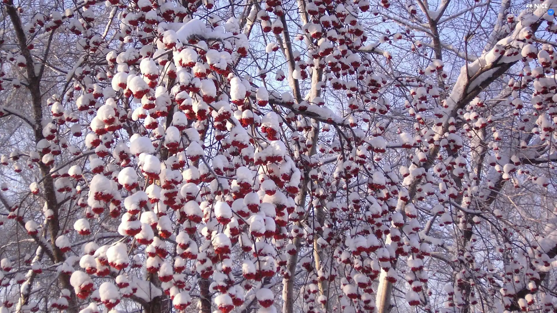 viewes, Snowy, trees