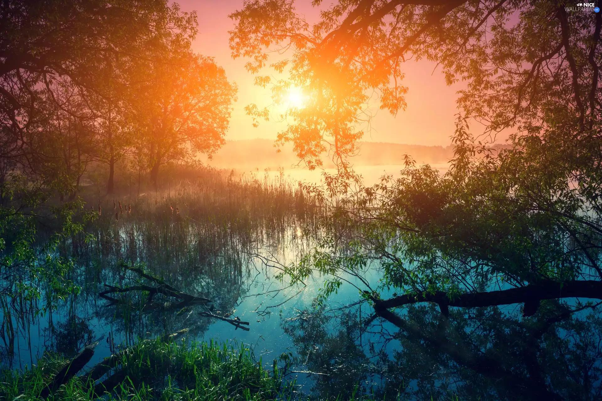 trees, lake, Sunrise, viewes