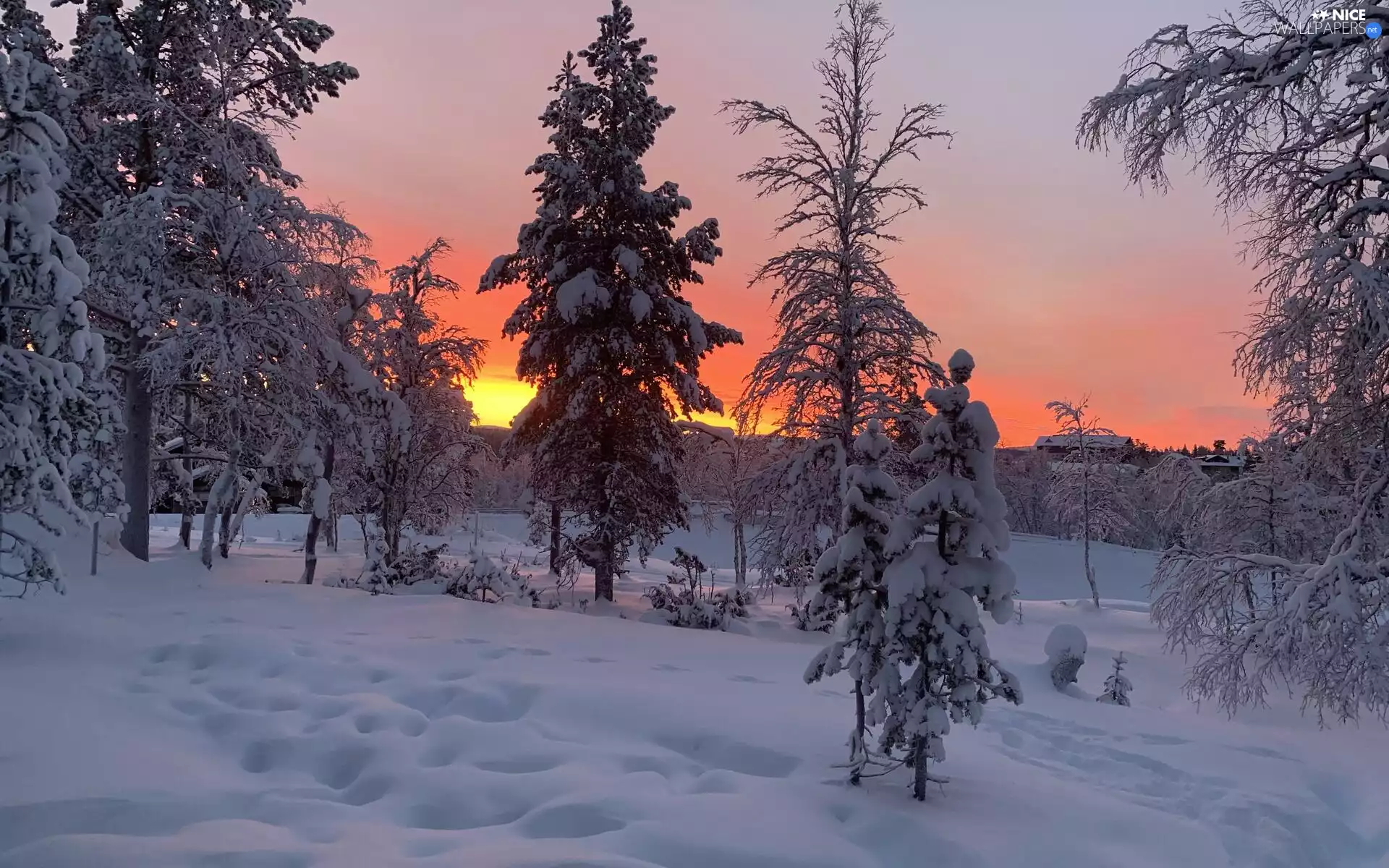 viewes, Spruces, winter, Houses, Great Sunsets, trees, snow, Sky