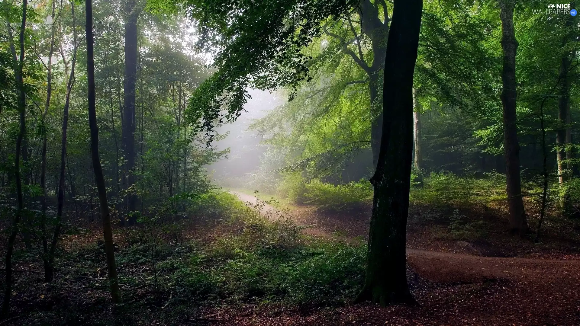 Fog, trees, trees, viewes, forest, Path, viewes