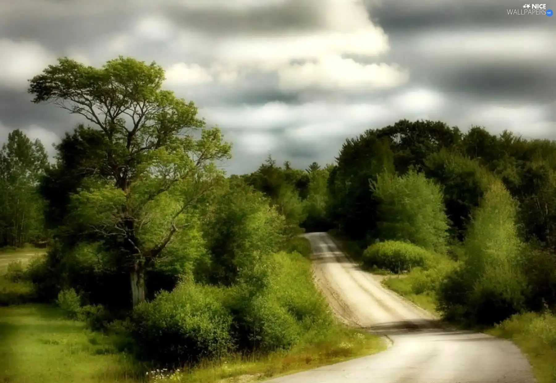 viewes, Way, trees