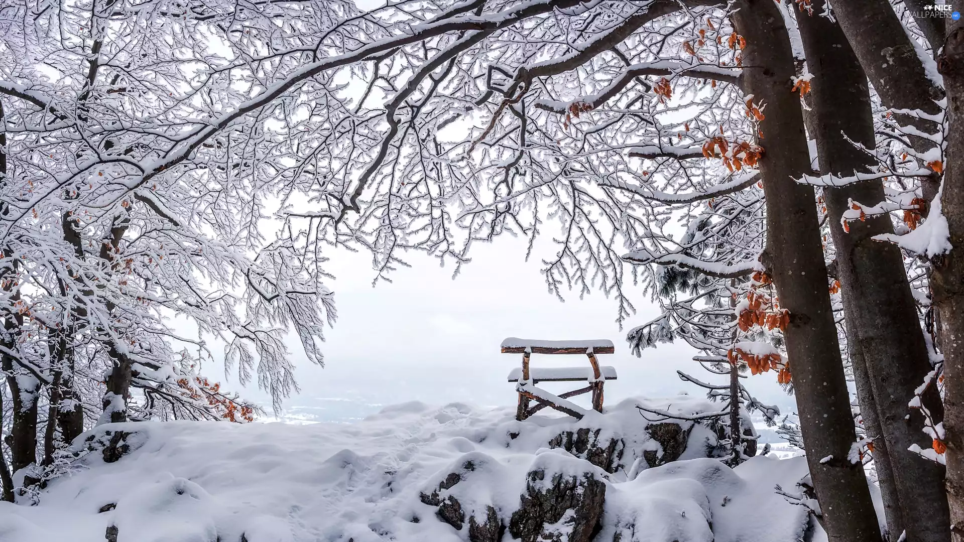 trees, Bench, winter, viewes