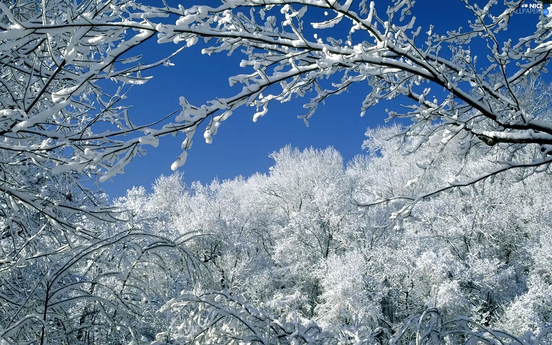 viewes, winter, trees