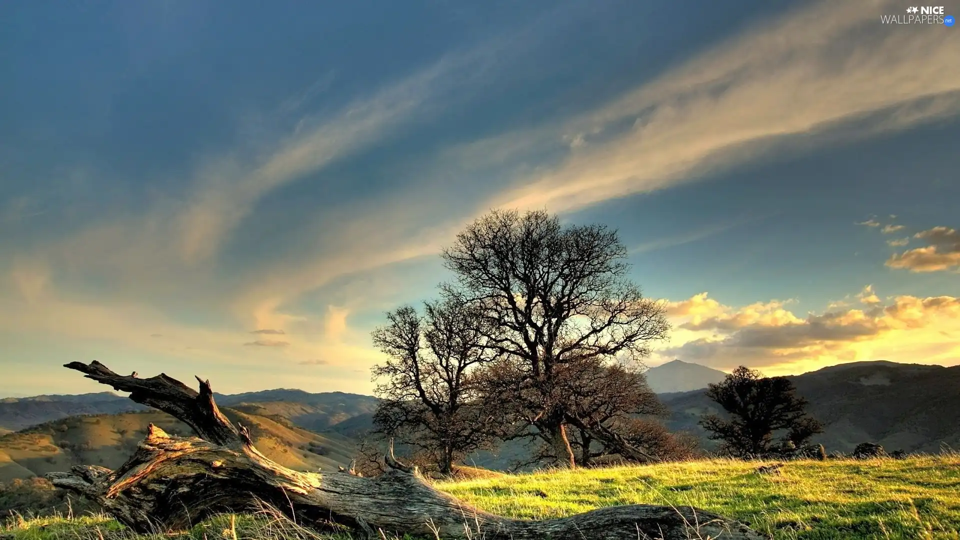 viewes, trunk, clouds, trees, Mountains