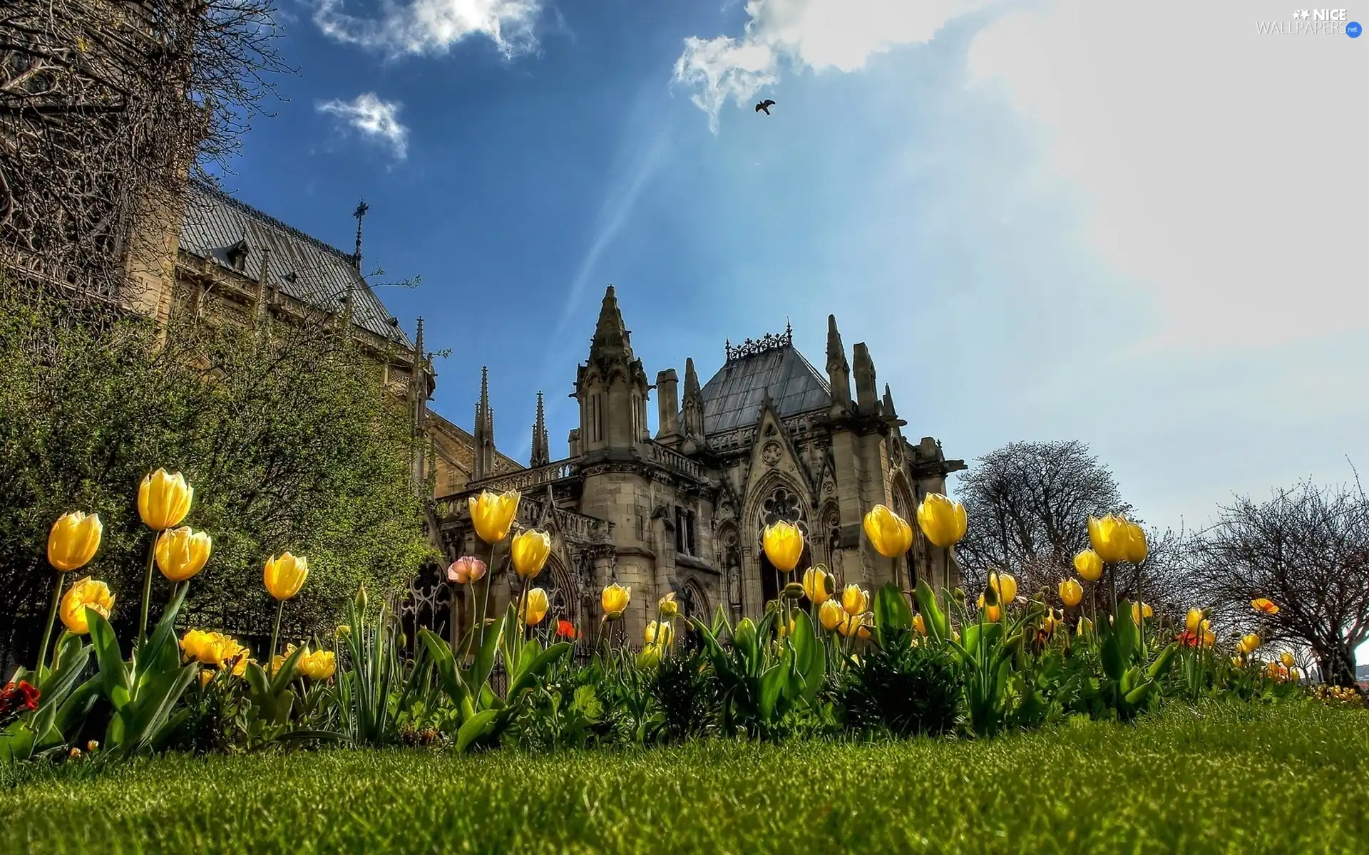 trees, Castle, Sky, Tulips, Old car, viewes, Bird