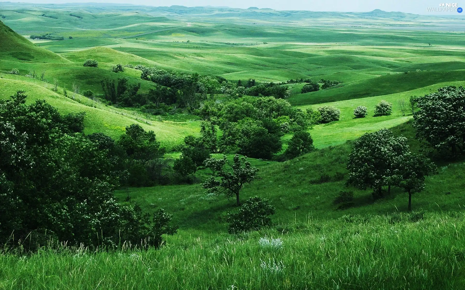 Valley, trees, viewes, green