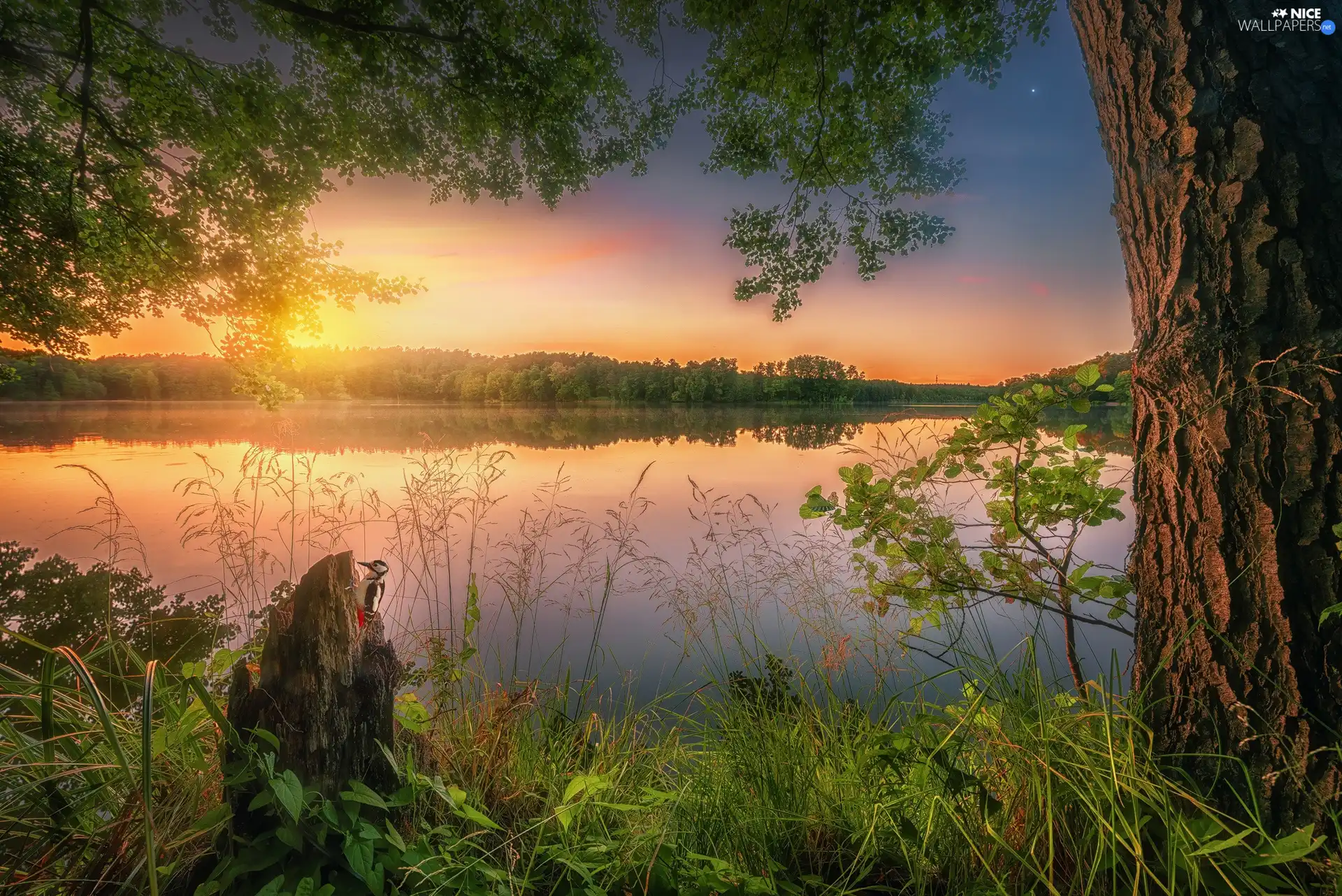 woodpecker, trees, VEGETATION, viewes, lake, grass, Sunrise