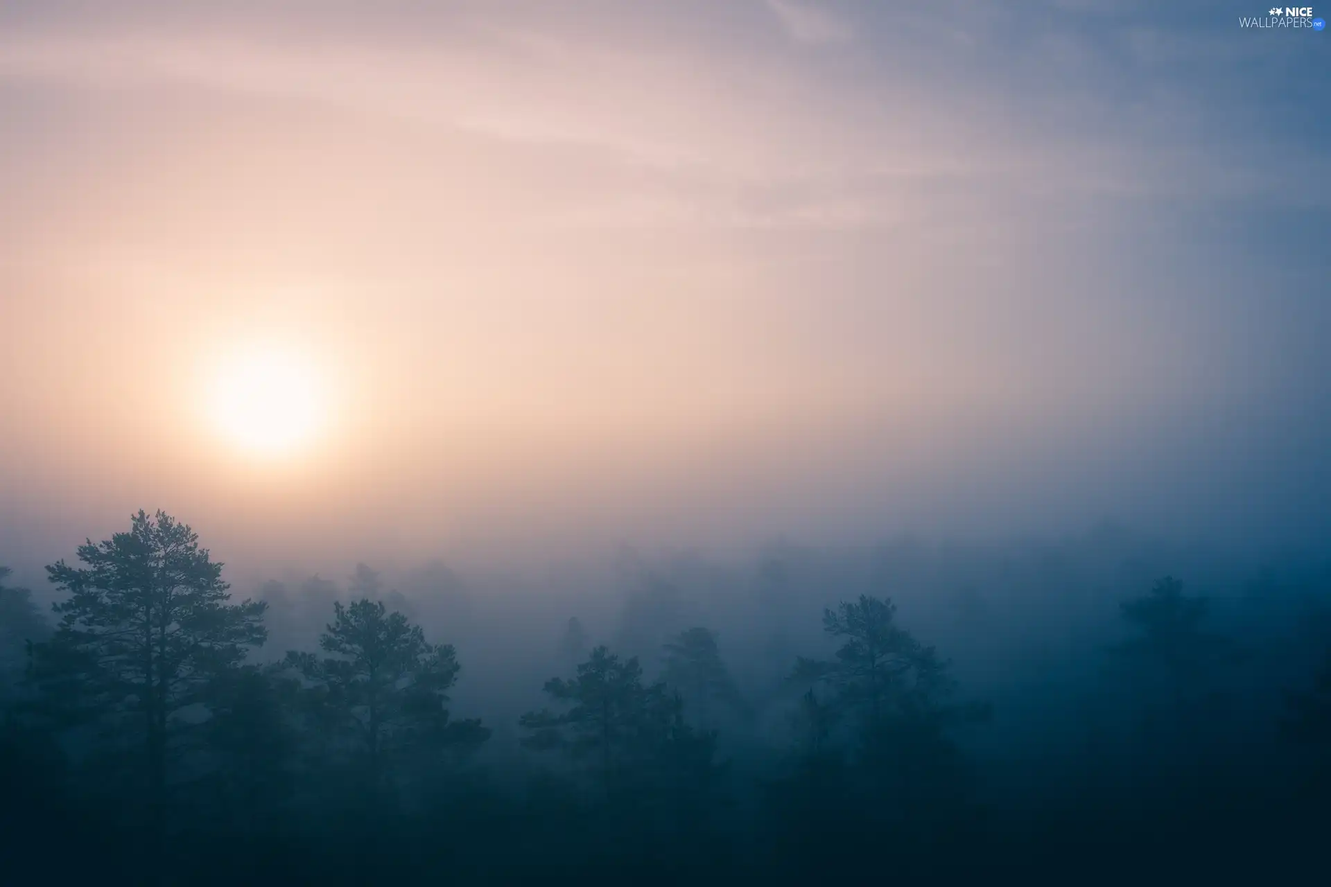 viewes, vertices, Fog, trees, Sunrise