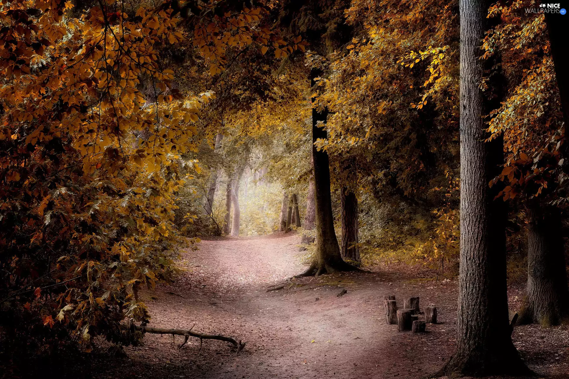 Yellowed, trees, Way, viewes, forest, Leaf, autumn