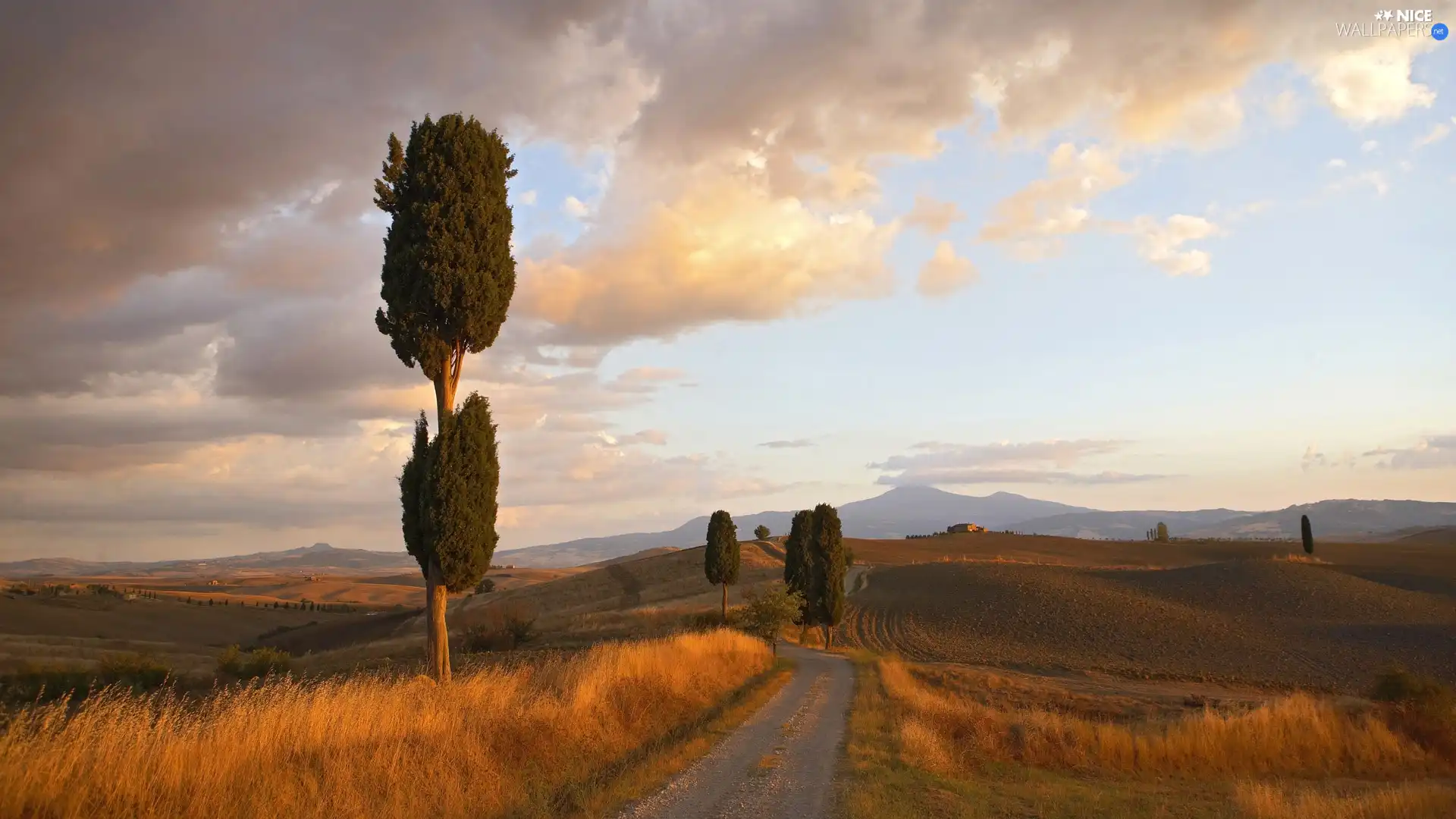 Way, trees, viewes, field