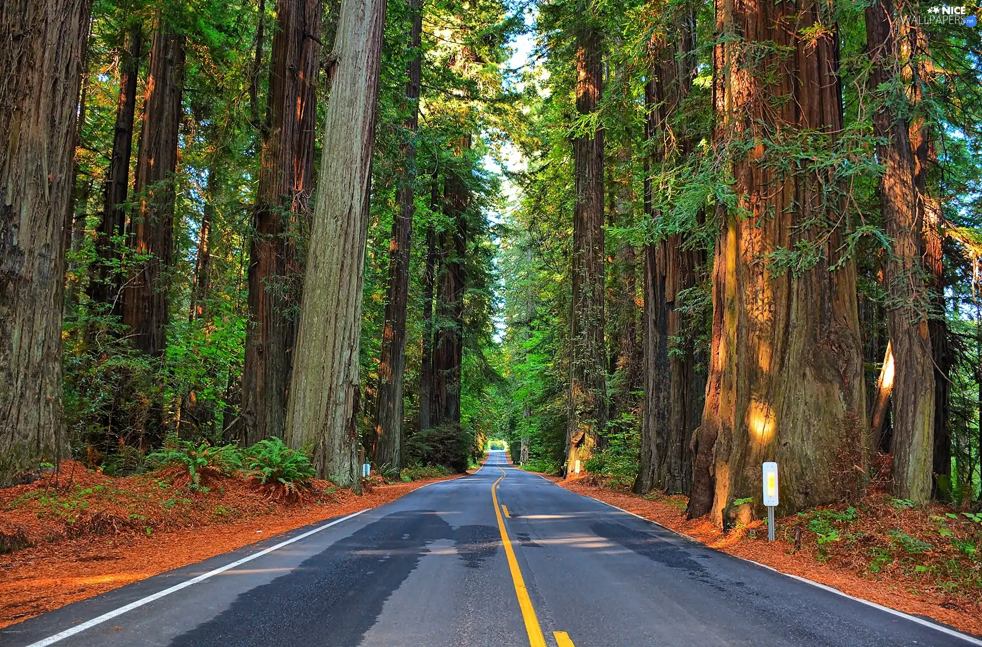 Way, trees, viewes, forest