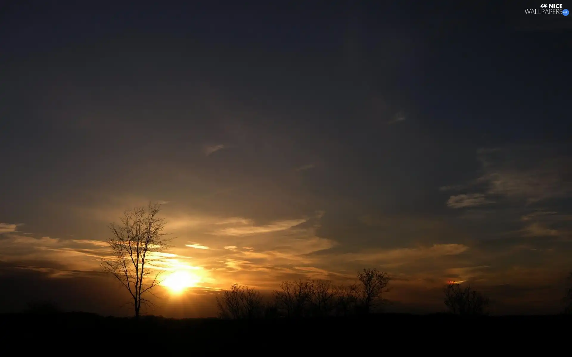 west, trees, viewes, sun