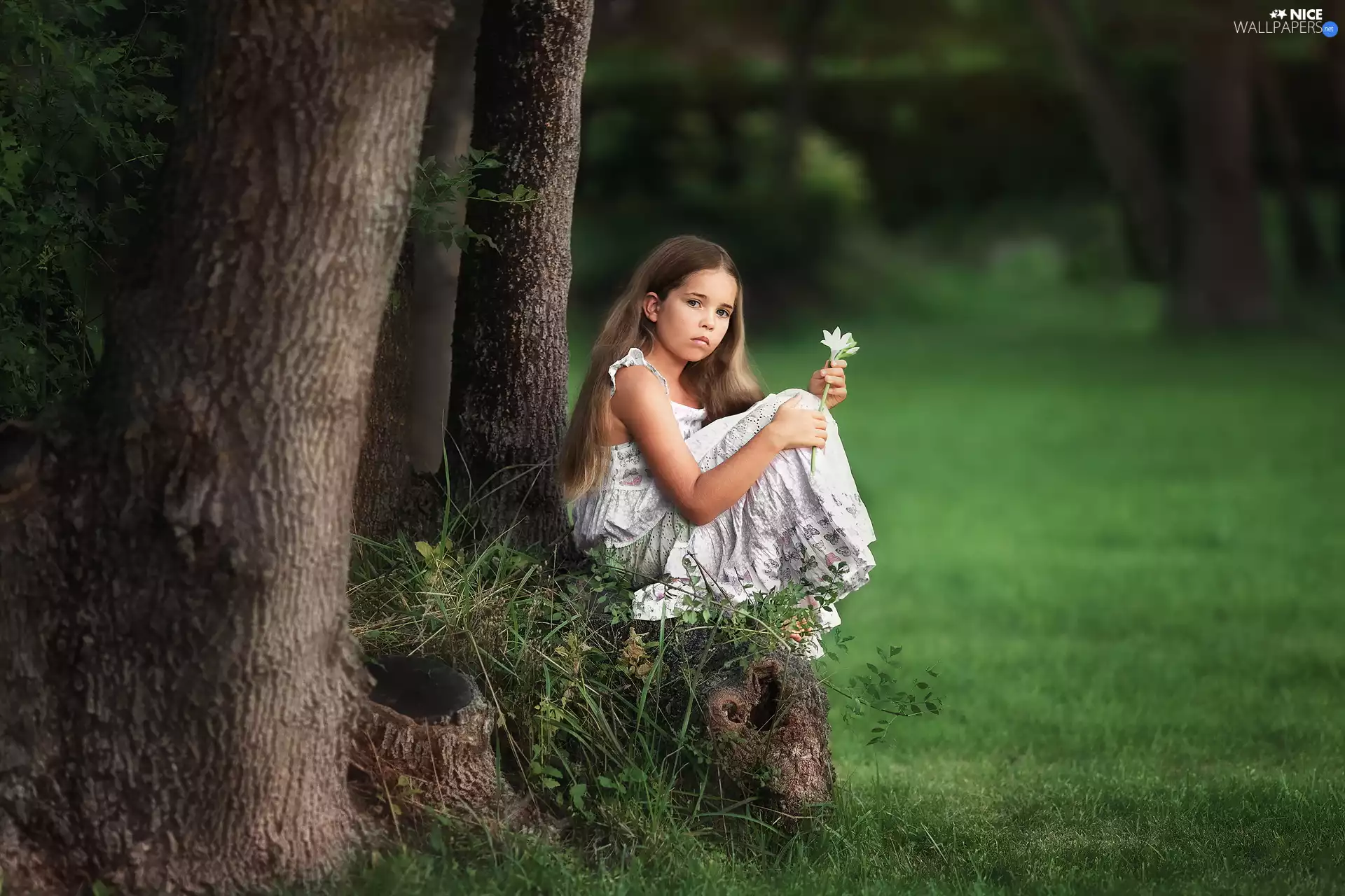 trees, viewes, White, dress, girl