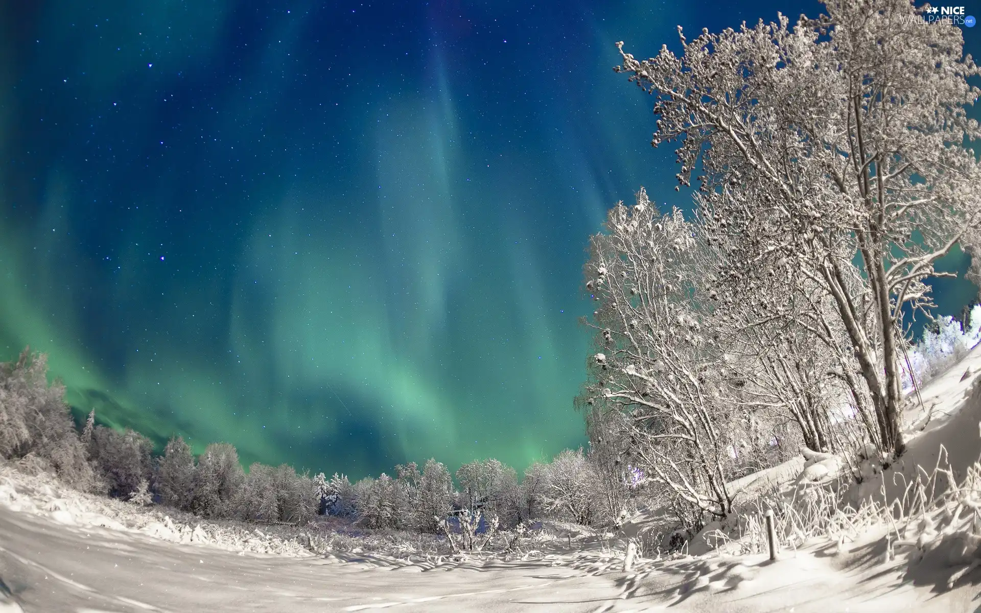 viewes, winter, Polaris, trees, dawn