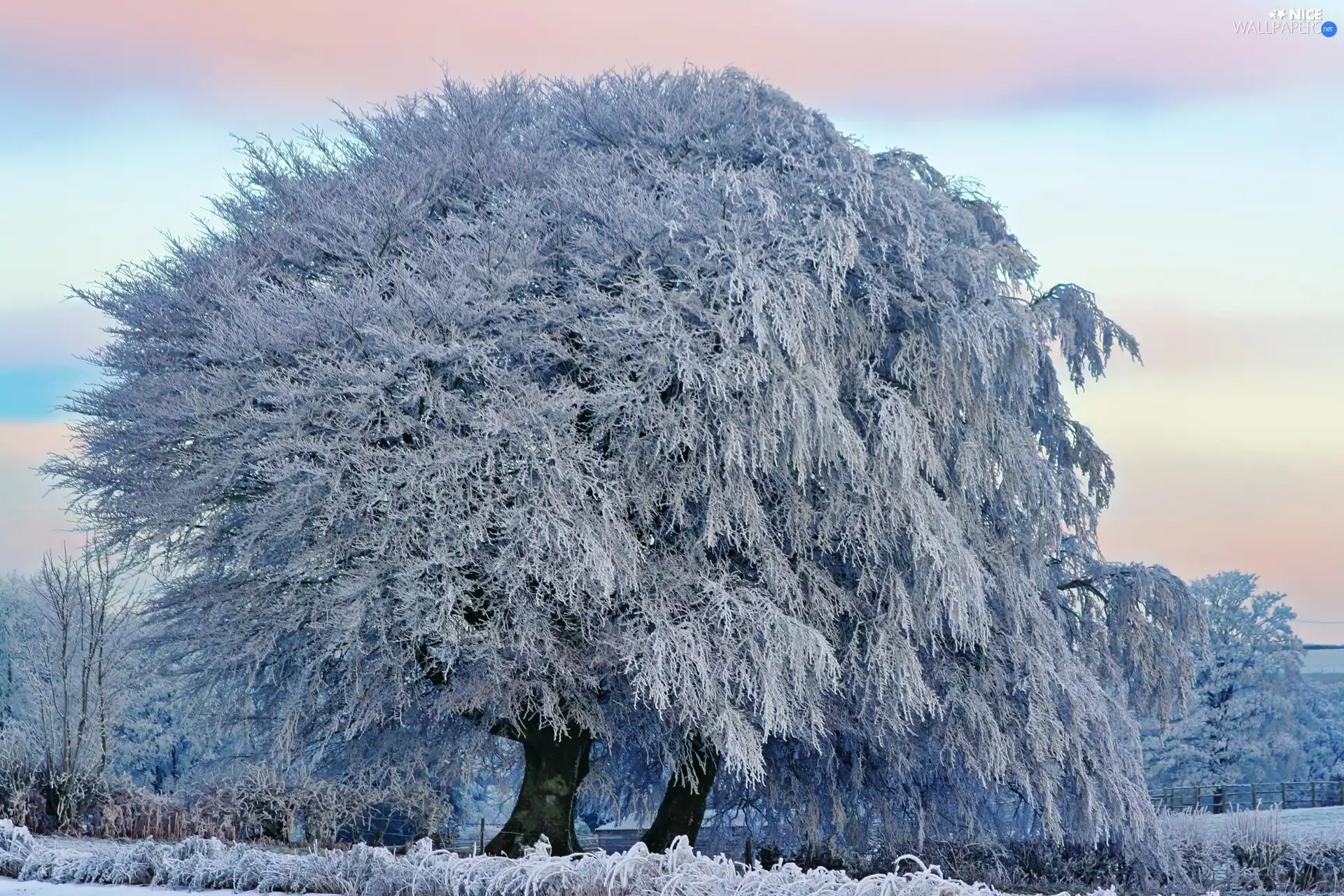 viewes, winter, Snowy, trees, field