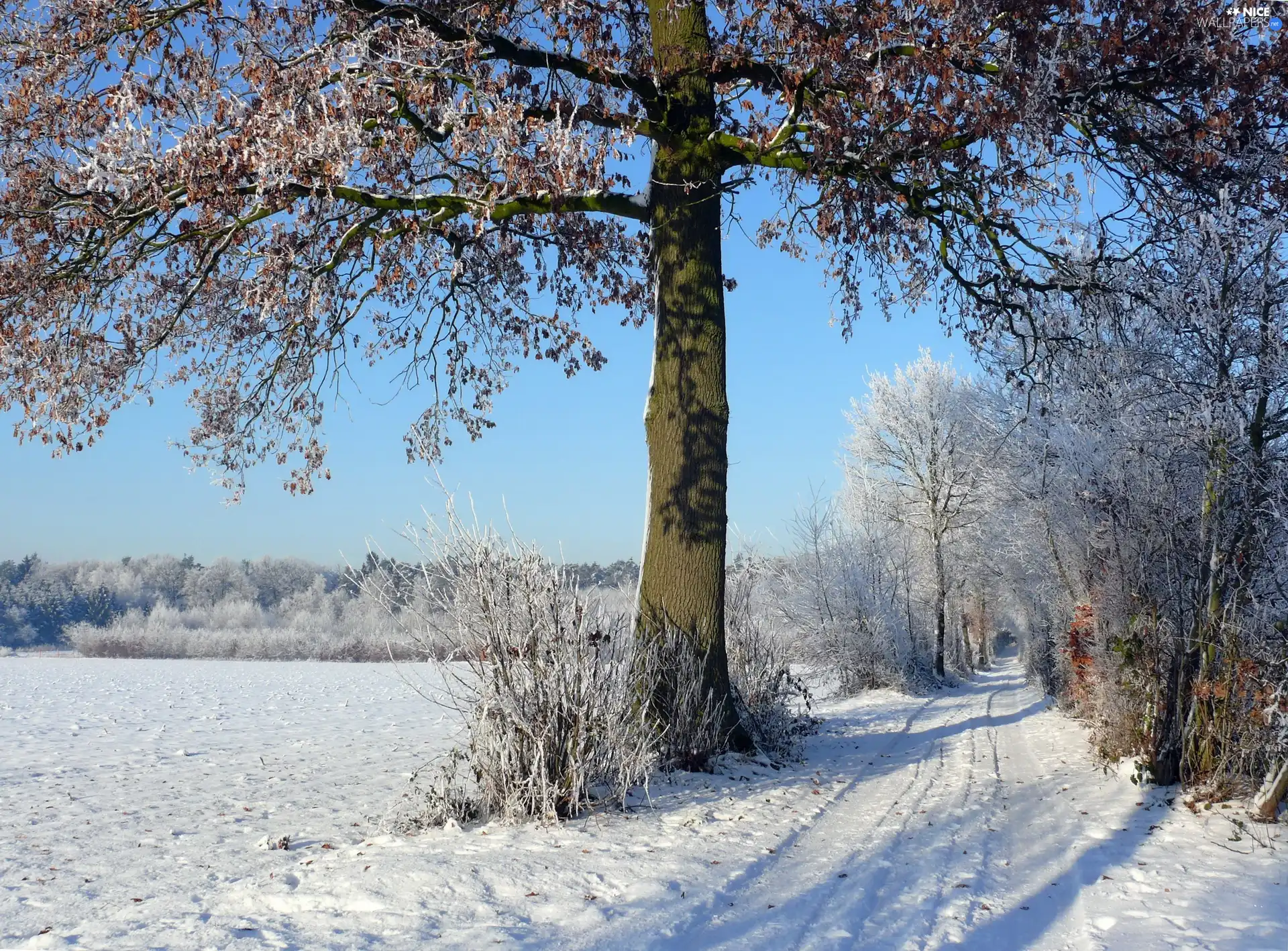 viewes, winter, Way, trees, field