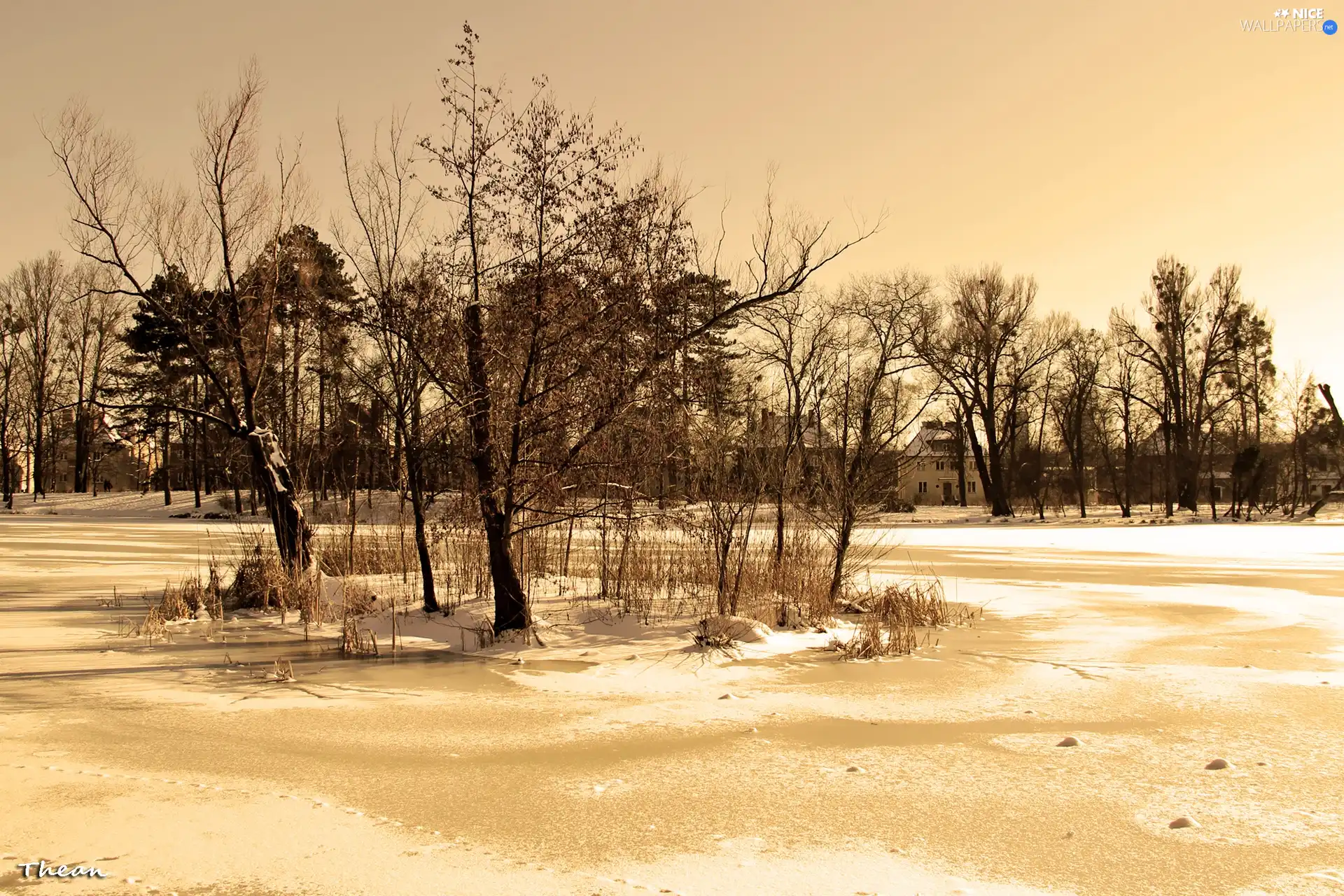 viewes, winter, lake, trees, frozen