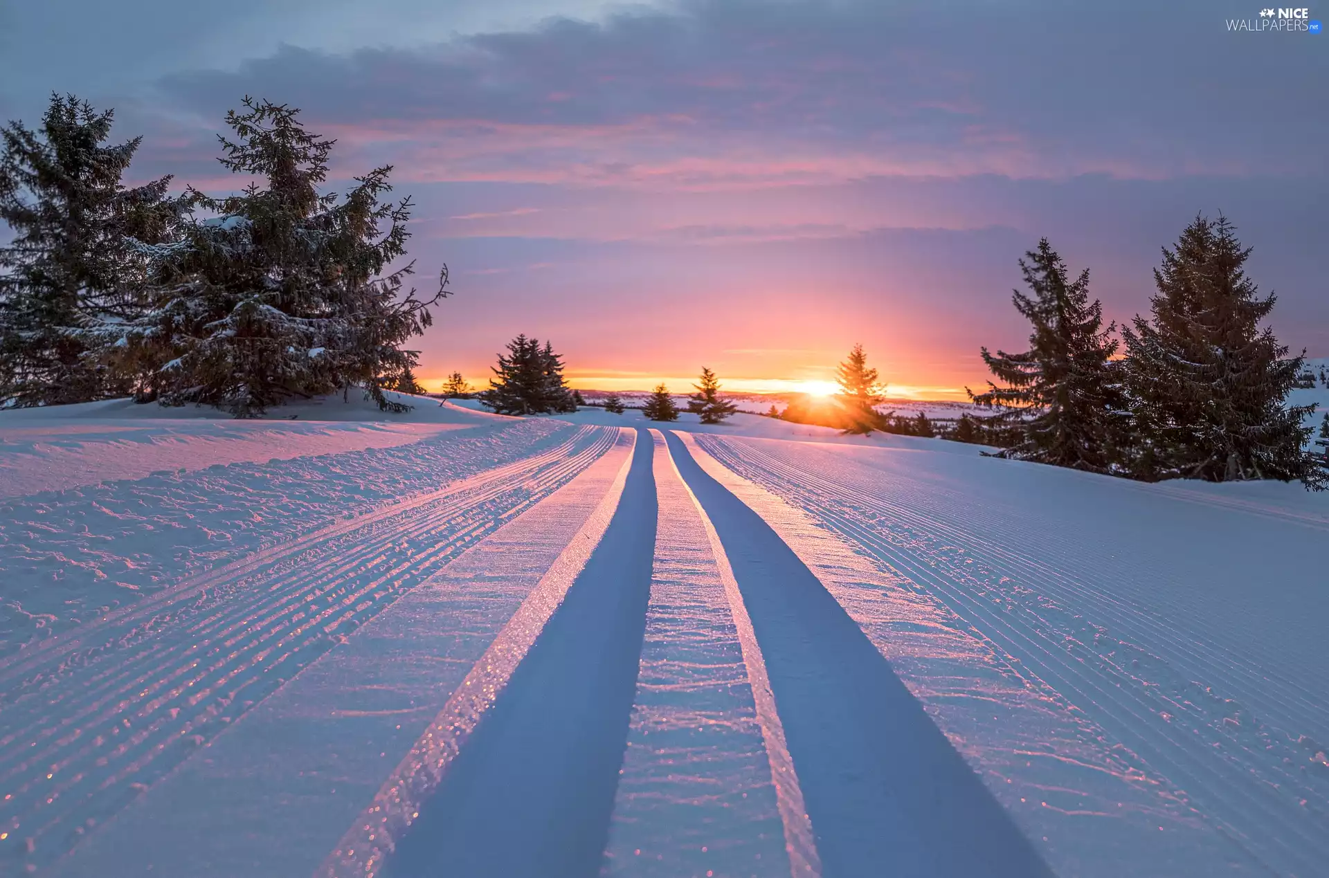 trees, viewes, winter, snow, Sunrise