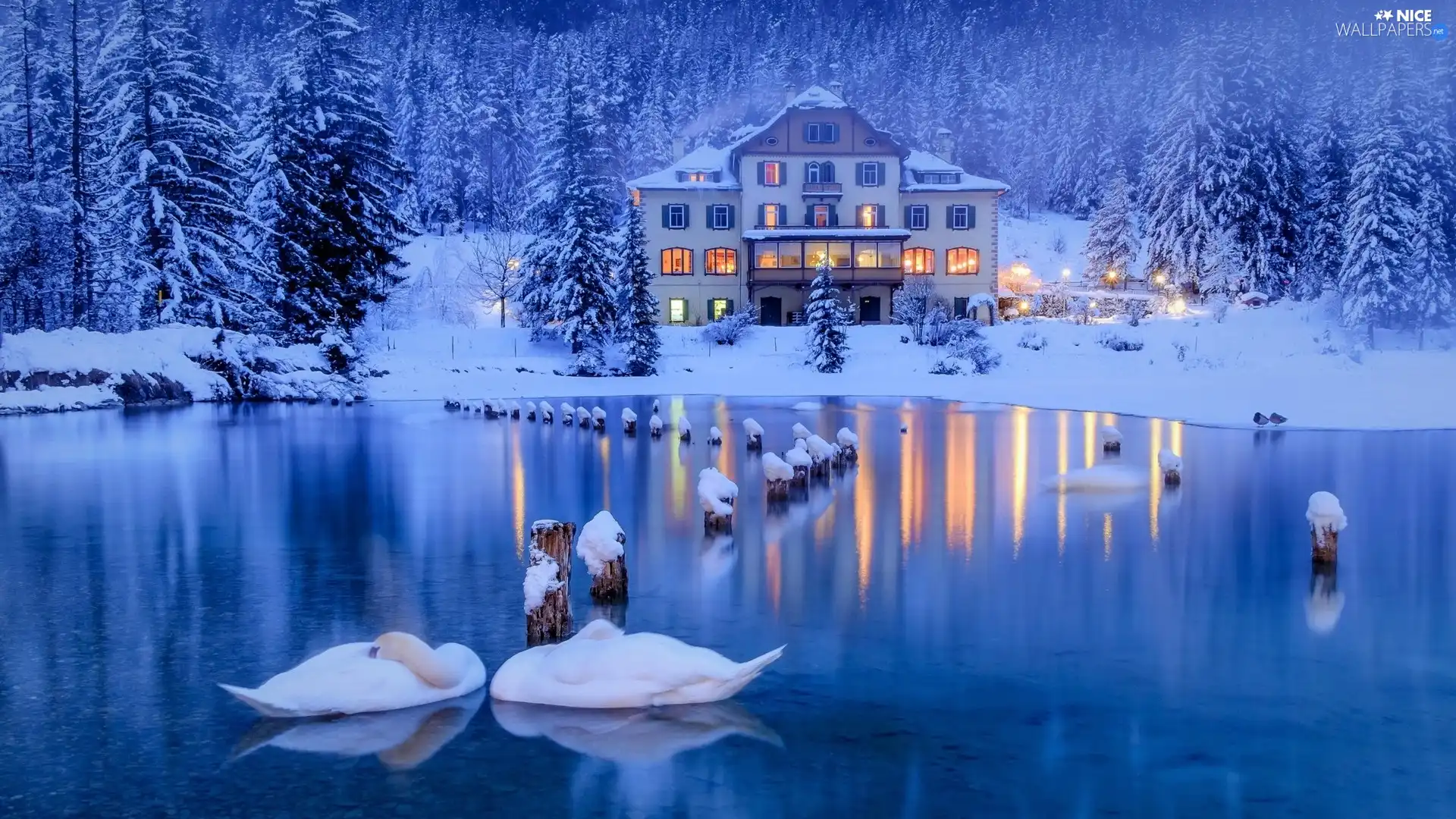 lake, Swan, winter, trees, light, house, forest, viewes