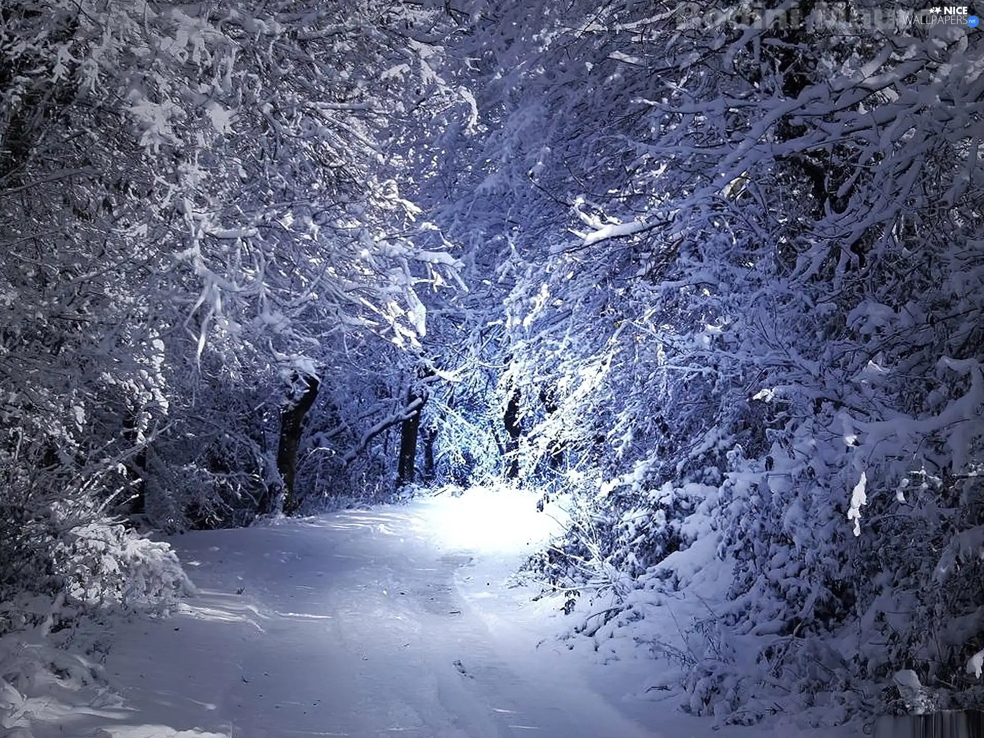 Snowy, forest, viewes, winter, trees, Way