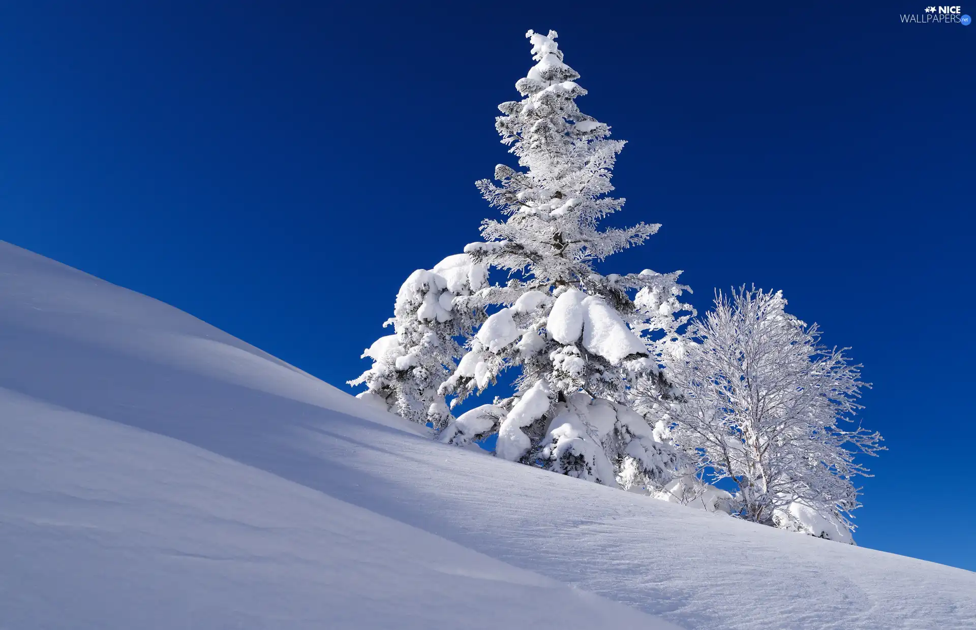 winter, trees, viewes, Hill