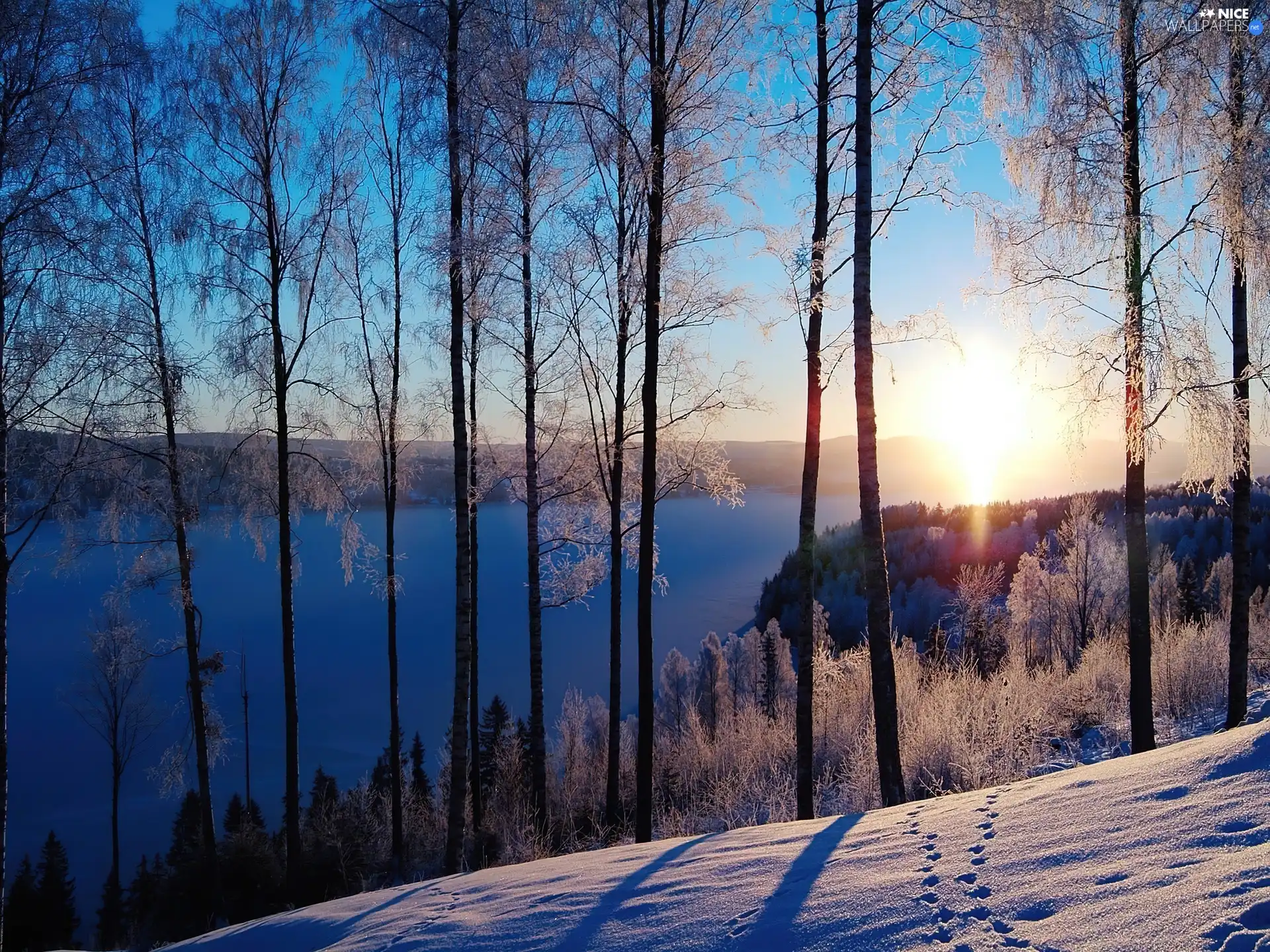 winter, trees, viewes, lake