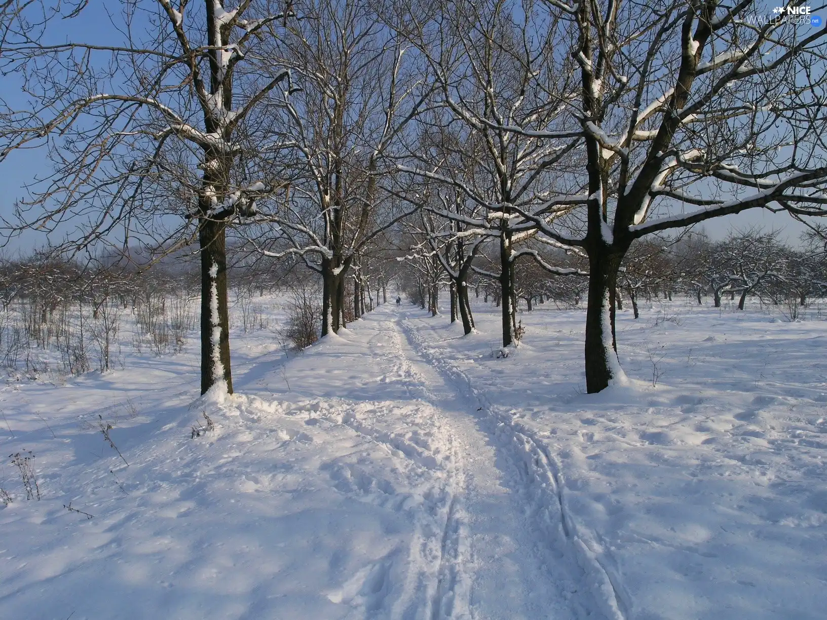 winter, trees, viewes, snow