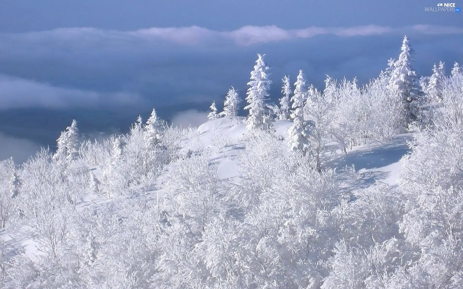 winter, trees, viewes, Snowy