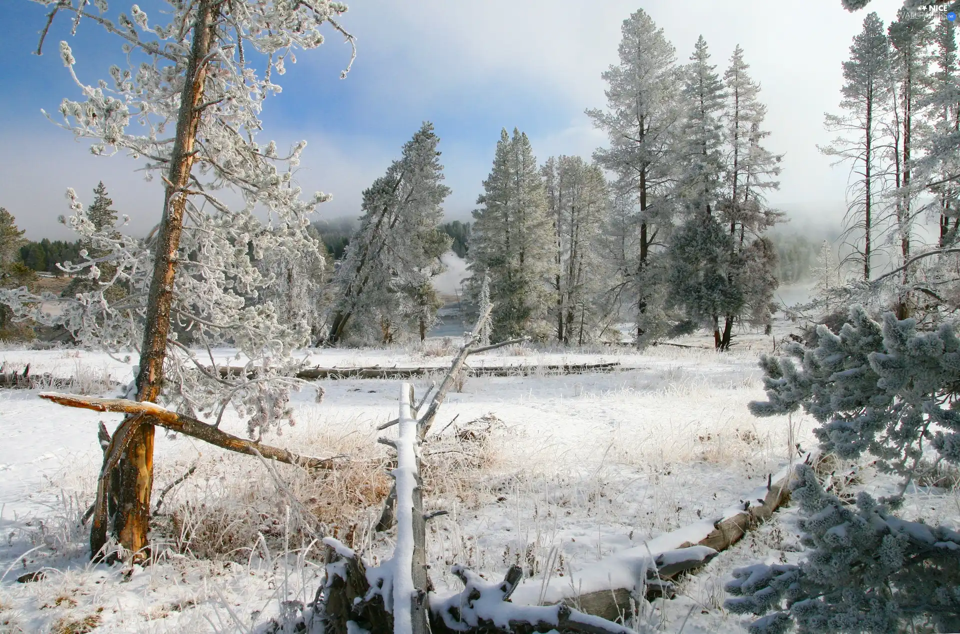 viewes, winter, field, trees, woods