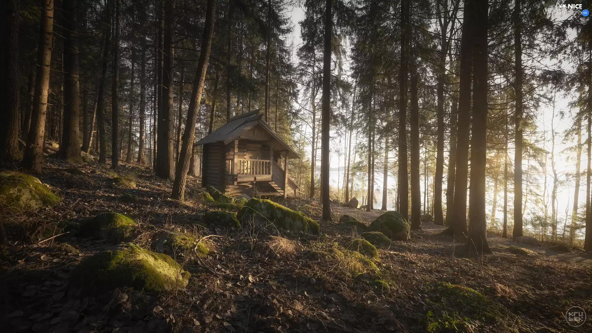 mossy, trees, wooden, viewes, forest, Stones, Home