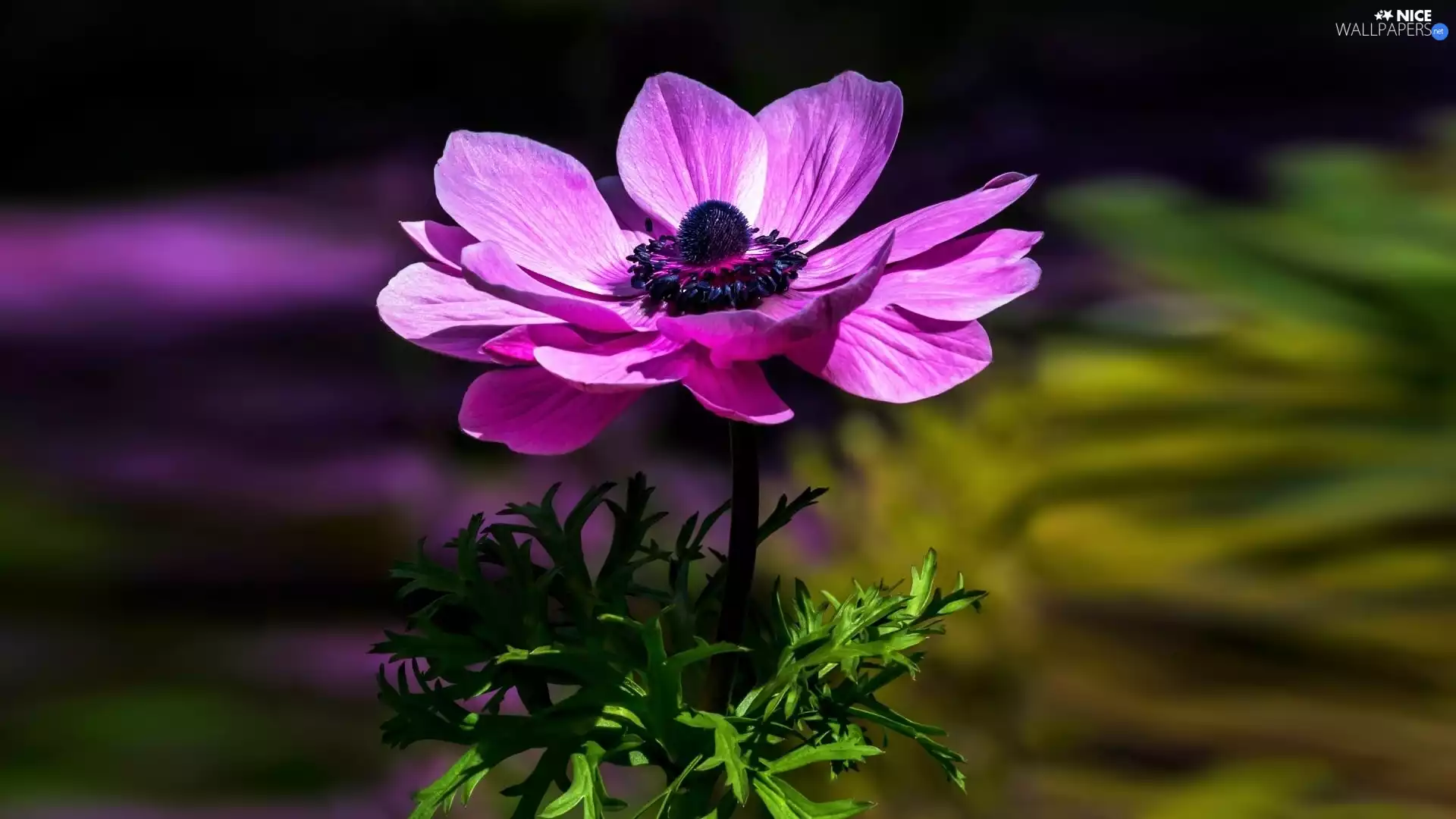 Violet, Poppy Anemone