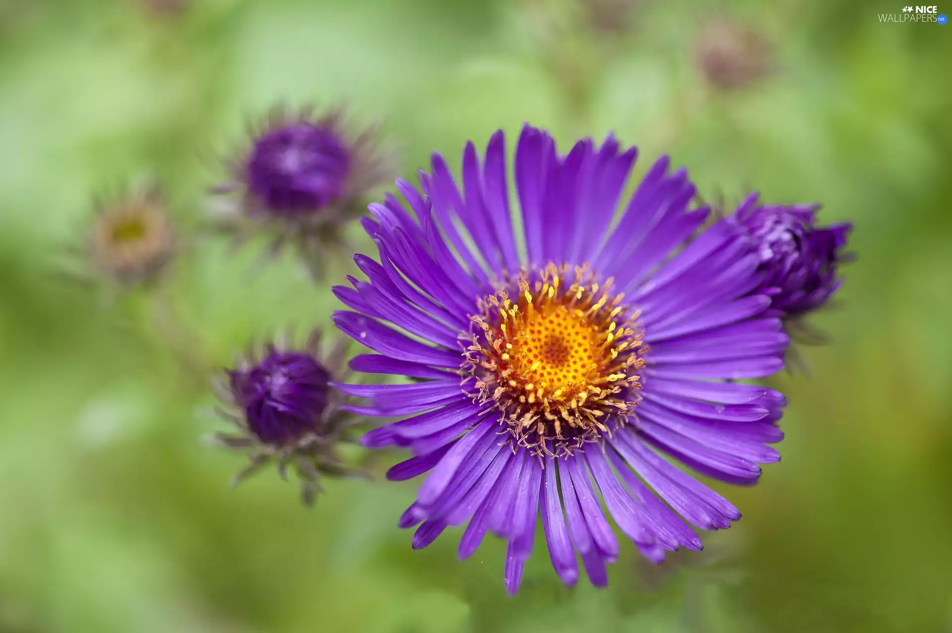 Aster, Colourfull Flowers, Violet