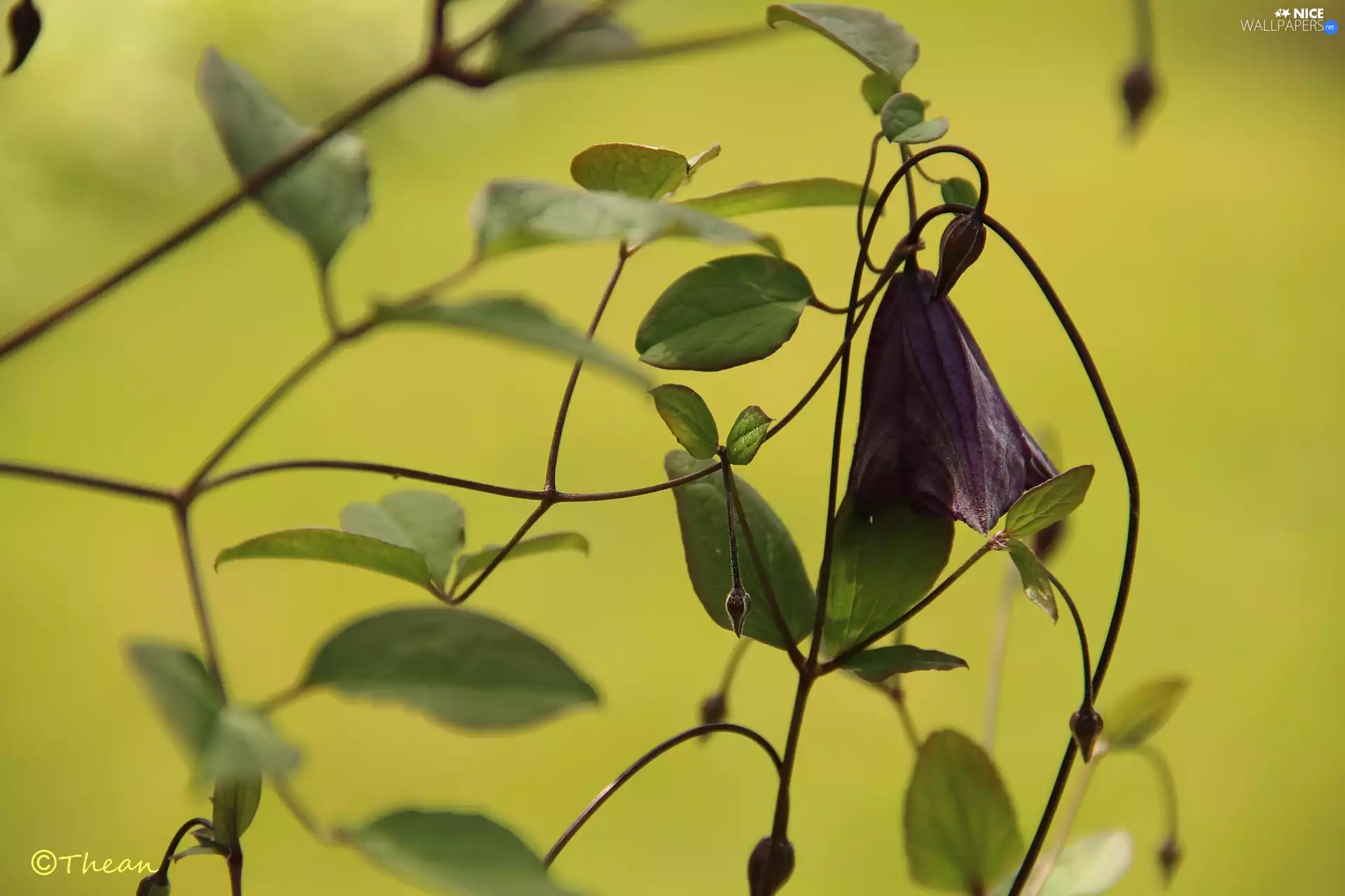 bell, Colourfull Flowers, Violet