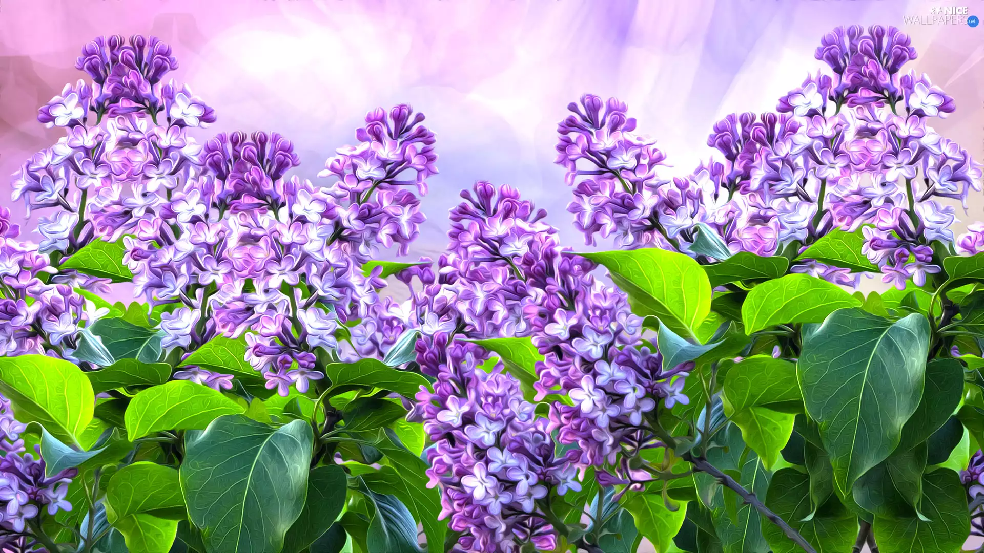 Bush, without, graphics, Violet