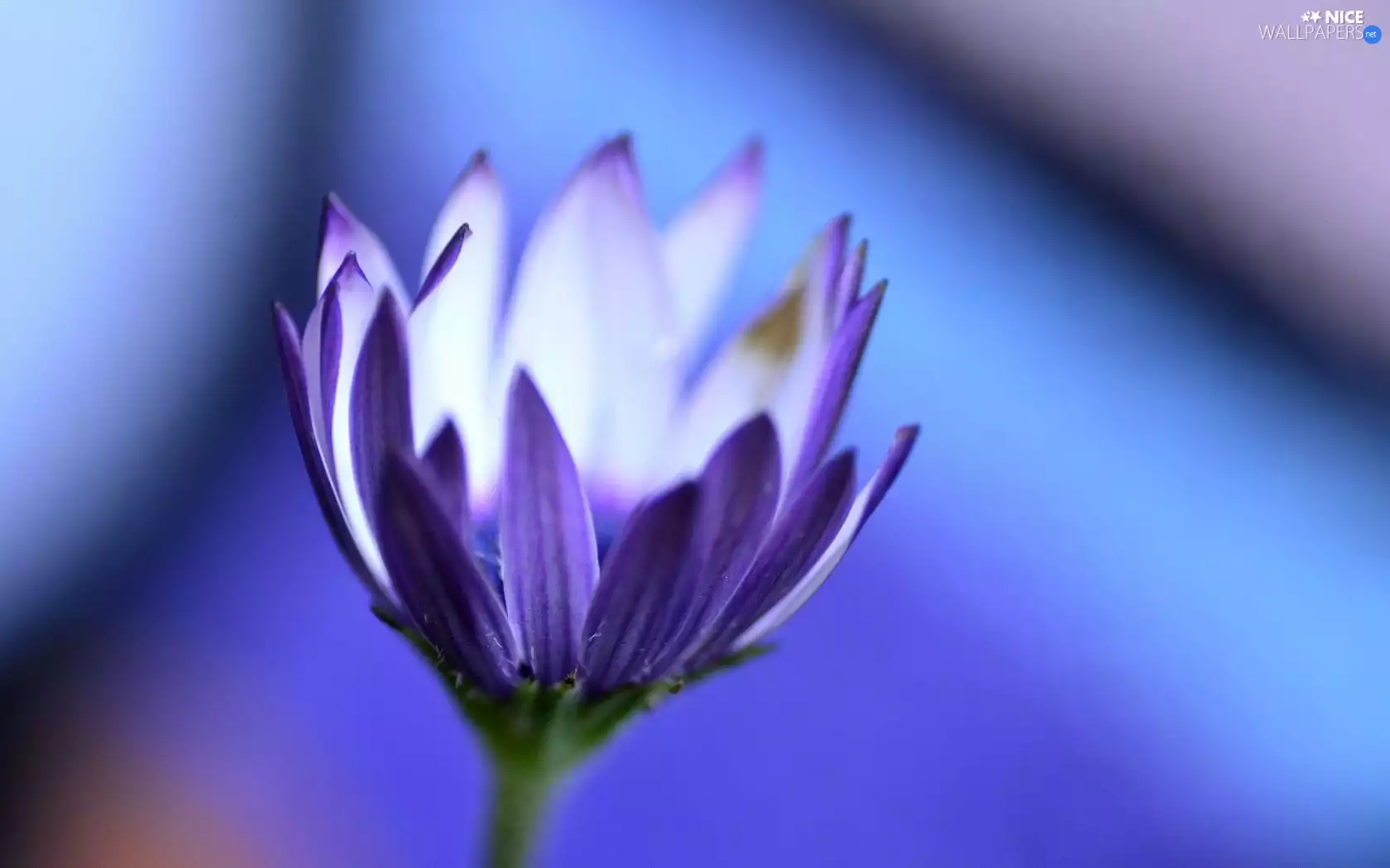 Colourfull Flowers, Beatyfull, Violet