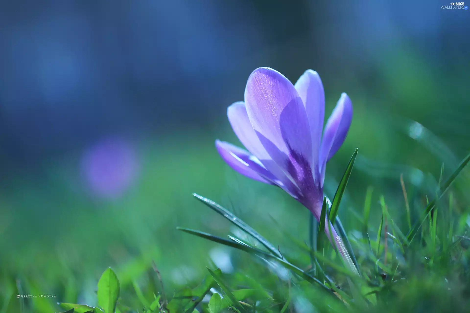 Colourfull Flowers, crocus, Violet
