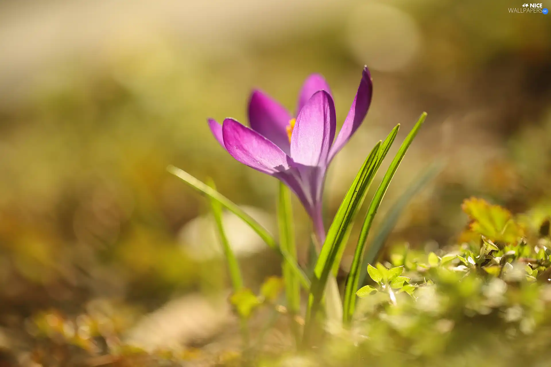 crocus, Violet, Colourfull Flowers, rapprochement