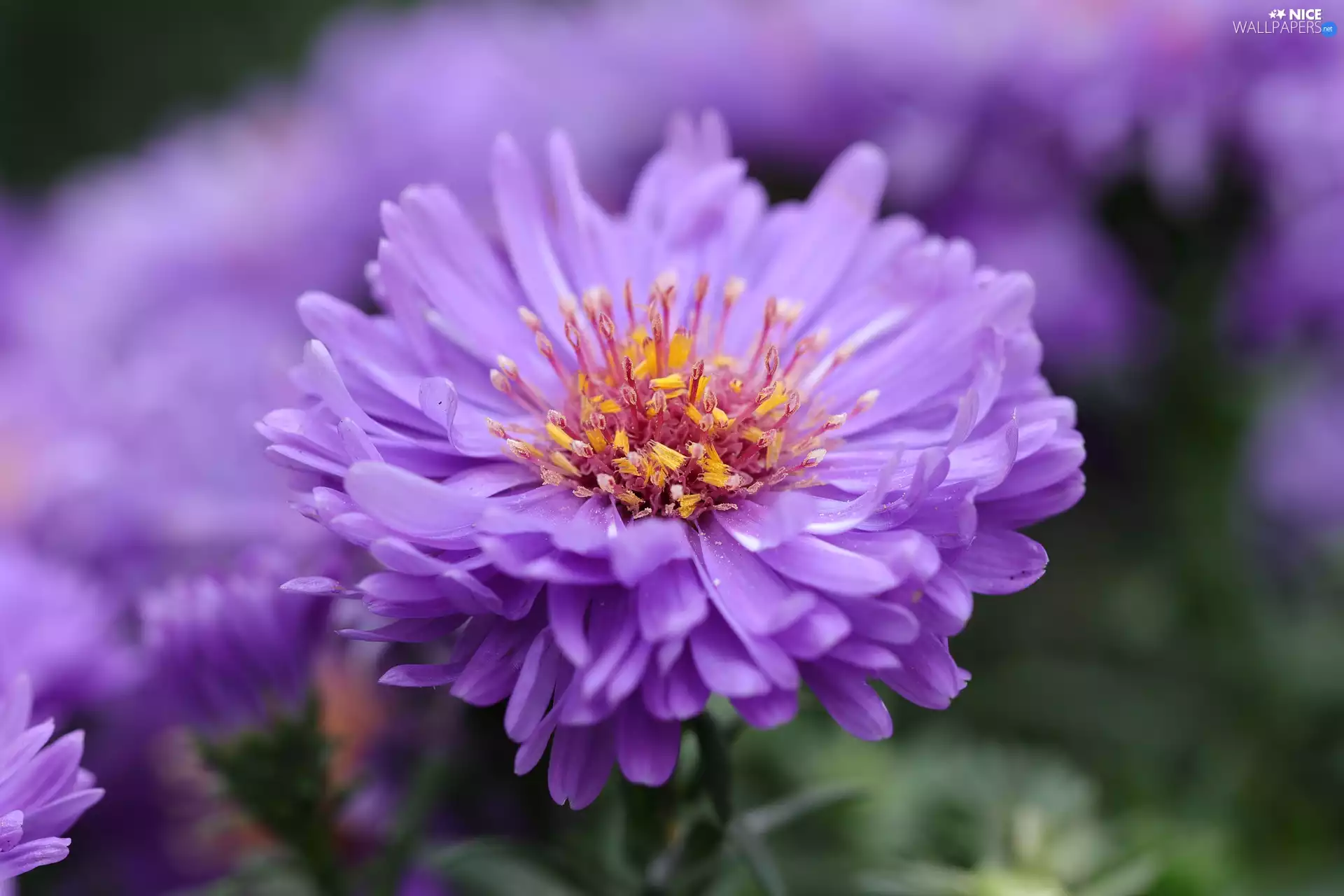flower, Aster, rapprochement, Violet