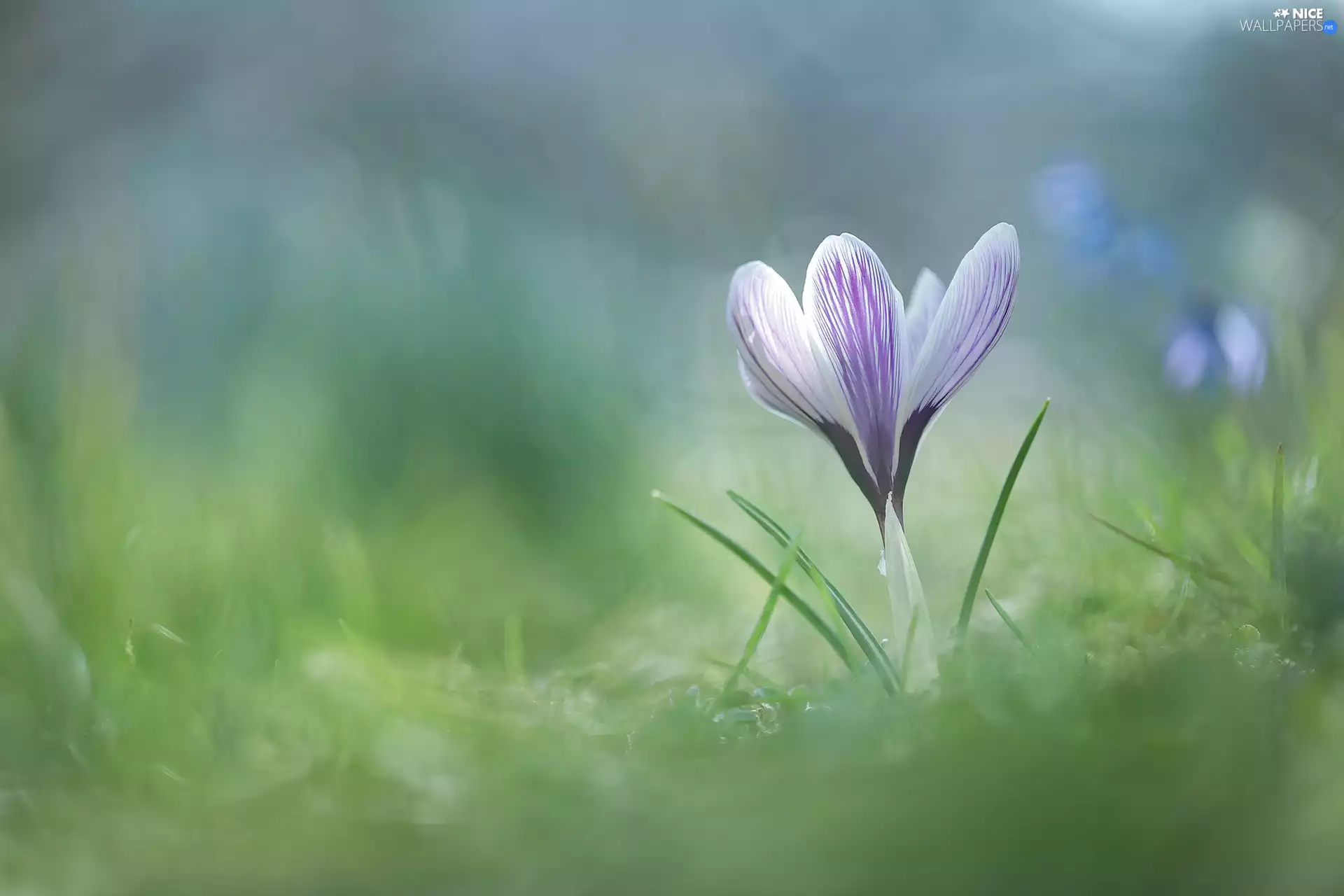 Flower, crocus, rapprochement, Violet