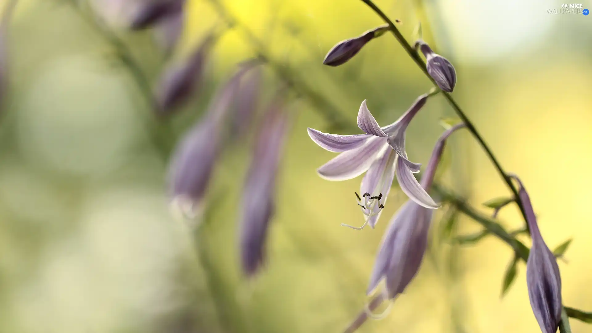 Colourfull Flowers, Funkia, Violet