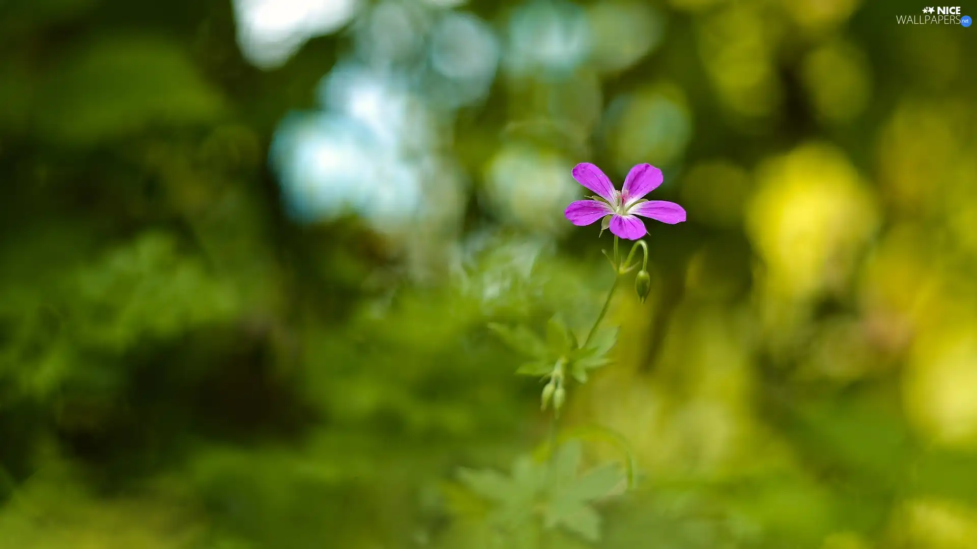 rapprochement, Colourfull Flowers, background, green ones, blur, Violet
